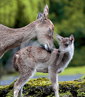 Deer and Fawn showing motherly love in Cisarua, Bogor, West Java, Indonesia.