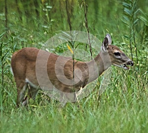 Deer fawn in tall grass