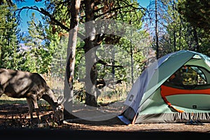 Deer without fear standing beside tent with person inside in campground in Grand teton national park, US