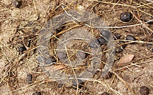 Deer feces