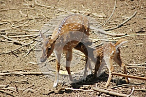 Deer feeding its fawn