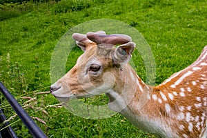 Deer feeding on the meadow of De Haar Castle