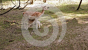 A deer feeds milk to its little fawn in the forest on a sunny summer day.