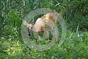 Mature doe calmy eats in the woods on a sunny day in the park