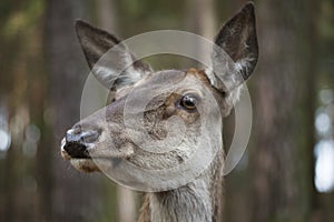 Deer Female Head