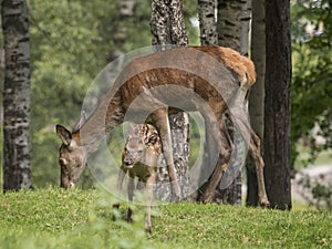Deer female with her puppy