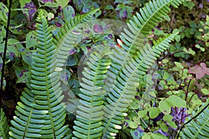 Deer Fern   847012