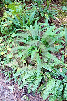 Deer fern (Blechnum spicant ) photo