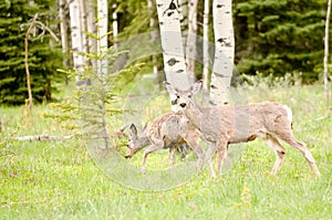 Deer in a Field