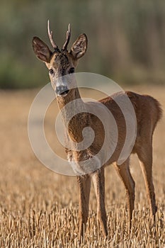 a deer in a field of brown grass and tall grasses