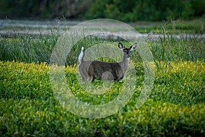 Deer in a field of the Sidecut Metropark in Ohio, United States