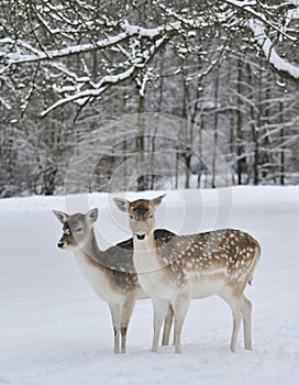 Deer in field in snow