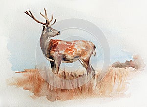 Deer in the field watercolor illustration