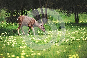 Deer in a field of wildflowers in Camarillo, California photo