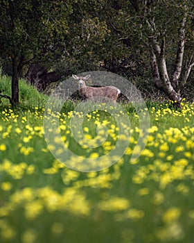 Deer in a field of wildflowers in Camarillo, California photo