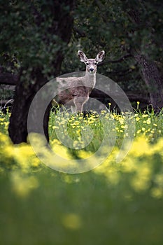 Deer in a field of wildflowers in Camarillo, California photo