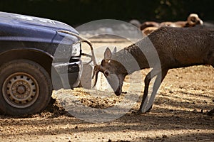Deer fighting with a car, power combat
