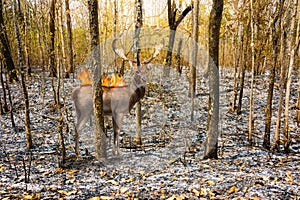 Deer with fire burn on it back stand in burnt debris