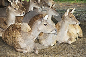 Deer flock in natural habitat