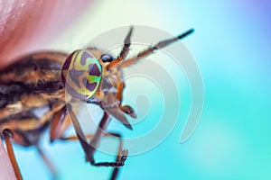 Deer fly with a bright blue background