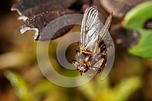 Deer fly on a small leaf