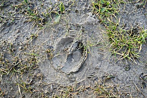 Deer footprint in the mud. Slovakia