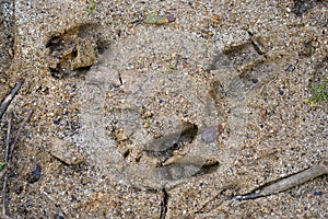 Deer footprint at Nara Park