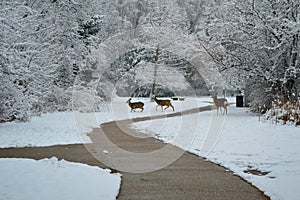 Three deer playing in the snow Kathryn Albertson Park, Boise Idaho, horizontal