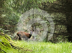 Deer in the Forest