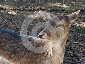 A deer in the forest