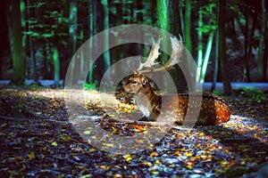 Deer in forest