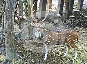 Deer in forest