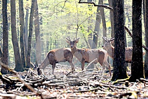 Deer in forest