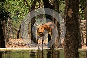 Deer in forest