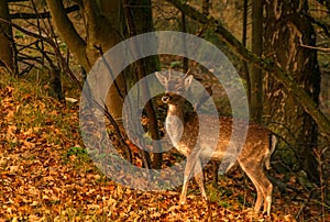 deer in forest in autumn