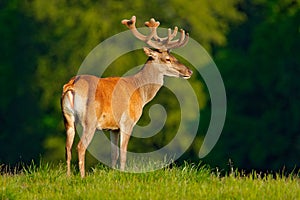 Deer in forest. Bellow majestic powerful adult red deer stag in autumn forest during rut, Dyrehave, Denmark. Wildlife scene from n photo