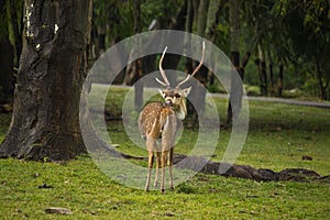 Deer in forest with big horns