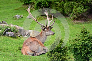 Deer in forest