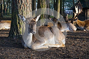 Deer, Forest, Enclosure