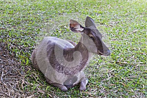 Deer in the forest of Khao Yai national park