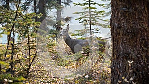 Deer in the forest by Maligne Lake