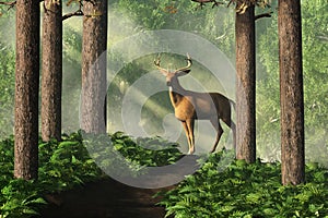 Deer on a Forest Path