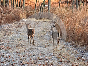 Deer in the forest: Two white-tailed deer does walk on frosty path of brown vegetation