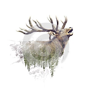 Deer and Forest. Watercolor Double Exposure effect on white background