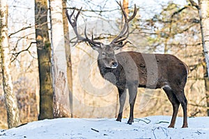 Deer in the forrest in autumn/winter time with brown leafes, snow and blurry background