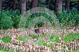 A deer in a freshly cut corn field with forest in the background