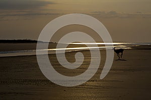 Deer frolicking on beach before sunrise at Seabrook Island