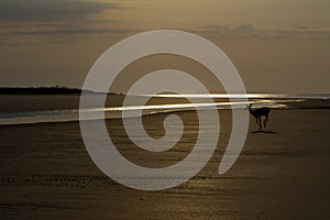 Deer frolicking on beach before sunrise at Seabrook Island photo