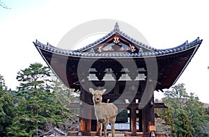 A deer in front of the bell tower
