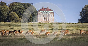 Deer in front of Hermitage Hunting Lodge in Dyrehaven, Denmark
